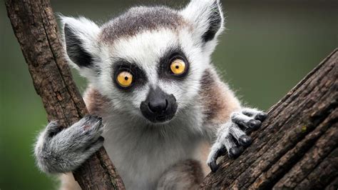 🔥 [70+] Lemur Wallpapers | WallpaperSafari