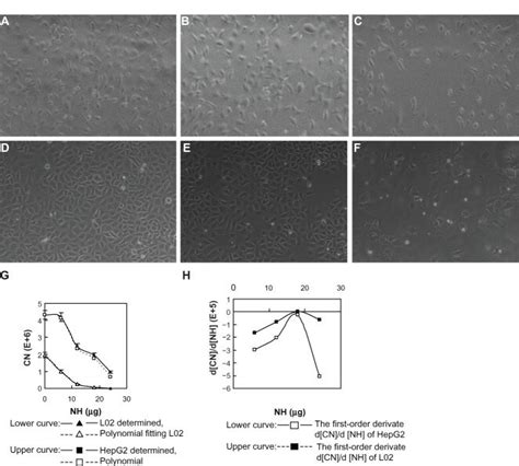 Morphology And Growth Curves Of L And Hepg Cells Cultured Onto