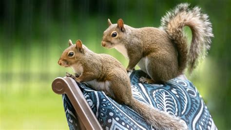 7 Plants That Repel Squirrels And Keep Them Out Of Your Yard Tom S Guide