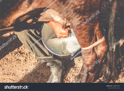 Tied Tits Milked Royalty Free Images Stock Photos Pictures Shutterstock