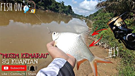 Umpan Padu Ikan Target Lampam Ekor Merah Musim Kemarau Part