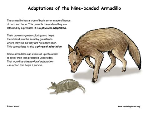 Adaptations of the Armadillo