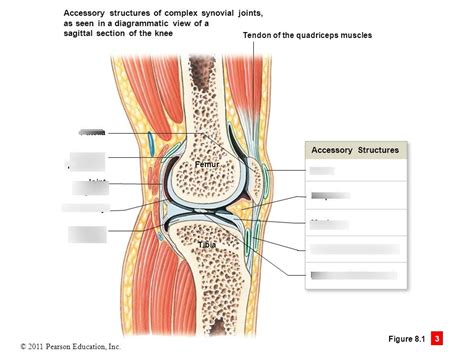 Structure Of Synovial Joints 9 1b Diagram Quizlet