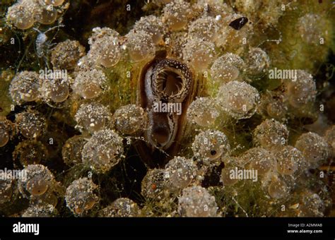 Wels catfish eggs Silurus glanis Stock Photo - Alamy