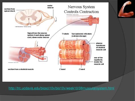 Ppt Human Body Powerpoint Presentation Free Download Id 485024