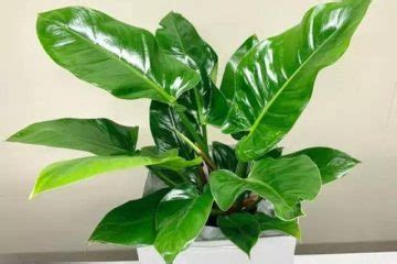 Philodendron Imperial Green Grow Care Tips Philodendron Plant