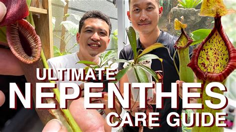 Nepenthes Carnivorous Pitcher Plants Beginners And Advance Care With