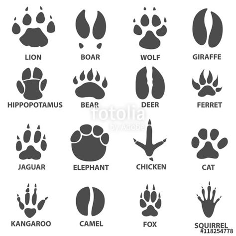 Deer Tracks Vector at Vectorified.com | Collection of Deer Tracks Vector free for personal use