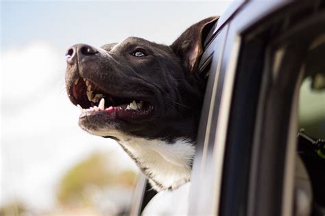 Cómo transportar a tu mascota en carro o SUV Los Coches