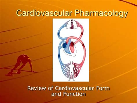 Ppt Cardiovascular Pharmacology Powerpoint Presentation Free