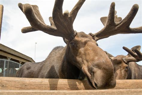 Refuge Pageau | Refuge pour animaux Tourisme Abitibi-Témiscamingue