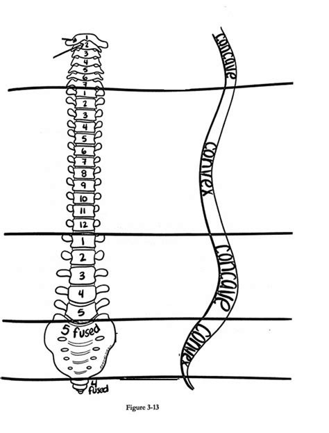 Vertebral Column Diagram Quizlet