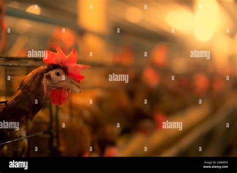 Chicken Farm Egg Laying Chicken In Cages Commercial Hens Poultry