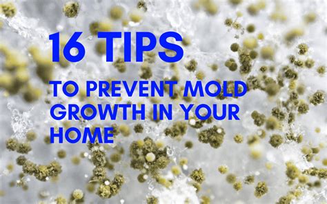 16 Tips To Prevent Mold Growth [ 10 Is Surprising ]