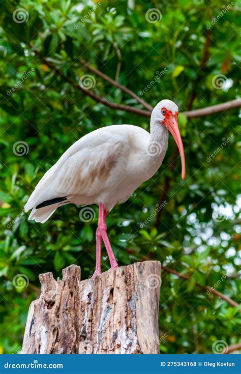 American White Ibis Eudocimus Albus A Bird With A Red Beak Sits On A