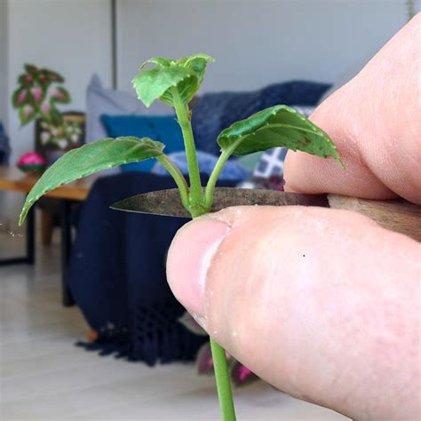 Comment Bouturer Une Plante