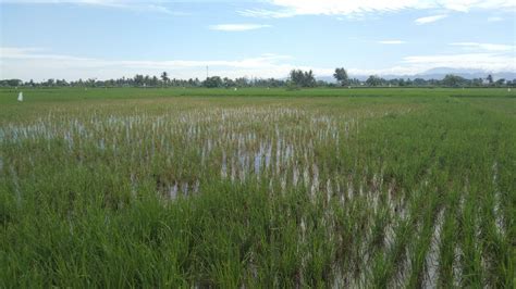 Nutrisi Penting Pada Padi Tidak Hanya Dipasok Melalui Pupuk NPK