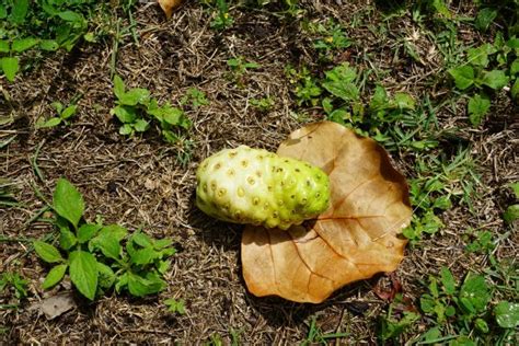 Free Images Nature Fruit Leaf Flower Food Green Produce