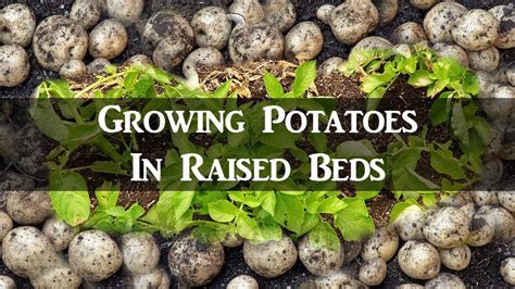 How To Plant Potatoes In A Raised Bed Garden Bed Western