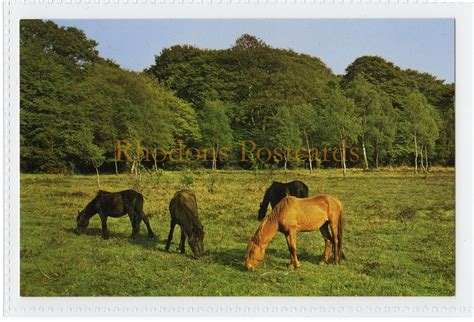 Postcards For Sale Hampshire Hants Collectable Uk Topographical