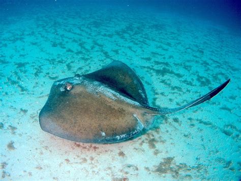 Southern Stingray l Near Threatened Marvel - Our Breathing Planet