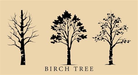 Premium Vector Decorative Birch Tree Vectors