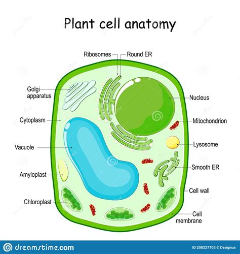 Anatomy Of A Plant Cell