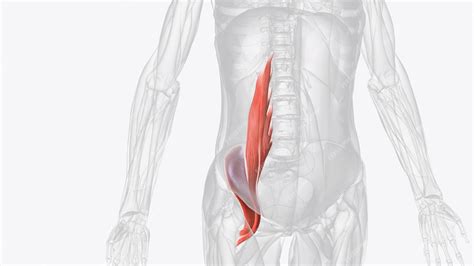 O Músculo Iliopsoas Refere Se Ao Músculo Psoas Maior E Ao Músculo