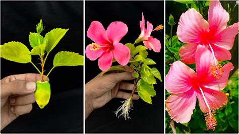 Three Easy Way To Propagate Hibiscus From Cuttings YouTube