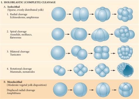 The Making Of A Body Specifying Identity Differential Gene Expression