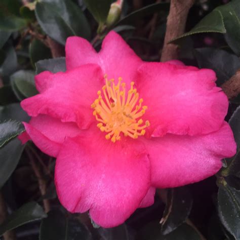 Kanjiro Camellia | PlantAddicts.com