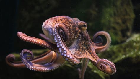 How Does An Octopus Breathe Sciencing