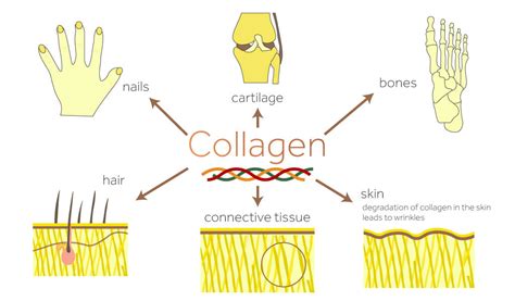 5 Collagen Benefits For Your Skin | Absolute Collagen