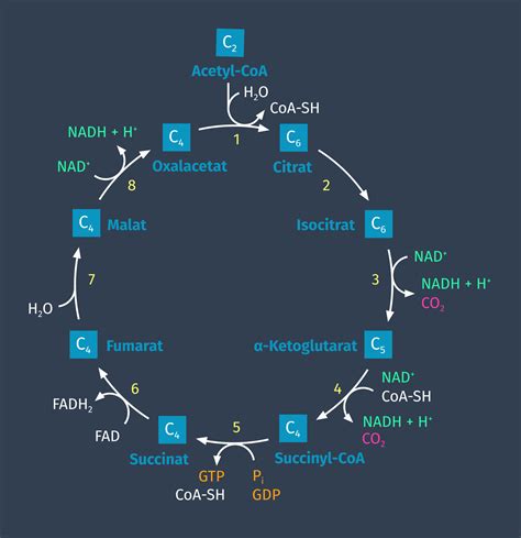 Citratzyklus Definition Zusammenfassung Easy Schule