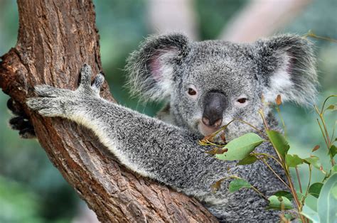 100 Koala Wallpaper Kostenlos