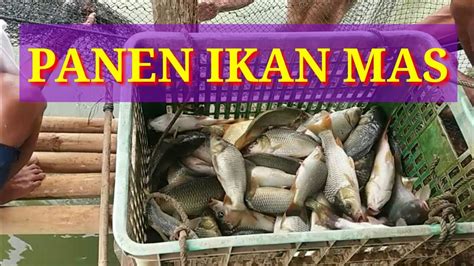 Panen Ikan Mas YouTube