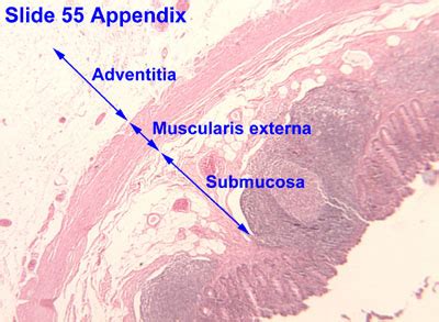 Adventitia - Wikipedia