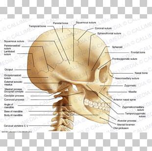 Nose Occipital Vein Anatomy Occipital Artery PNG, Clipart, Anatomy, Artery, Bone, Face, Facial ...