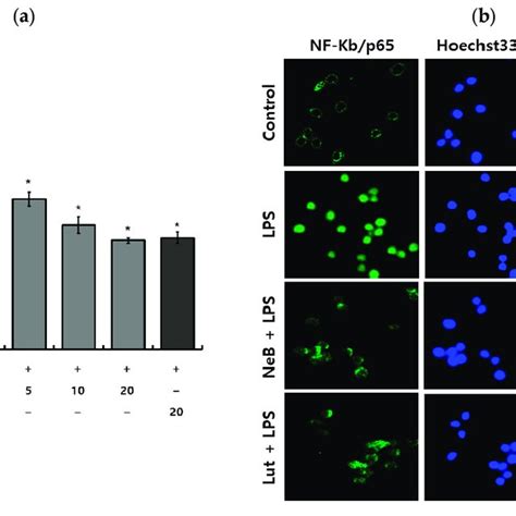 Neb Inhibits Lps Stimulated Nf κb Binding Activity In Raw 264 7 Cells Download Scientific