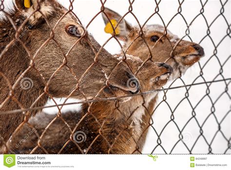 Three Roe Deer Standing On Agricultural Crop Field Capreolus Capreolus