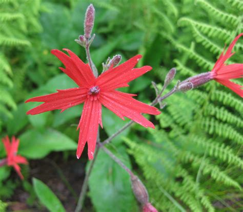 Plants North Carolina Native Plant Society Native Plants Plants Flowers