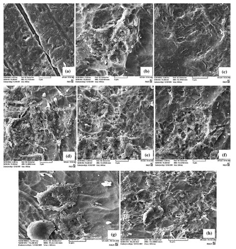 Morphological Assessment Of Mg Cells Cultured On Test Implant