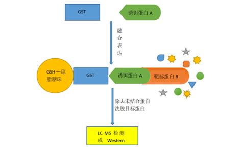 Gst Pull Down实验原理及应用解析 知乎