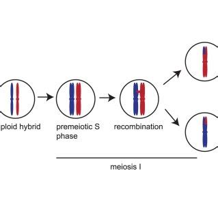 This Figure Shows The Overall Strategy Used To Find And Classify