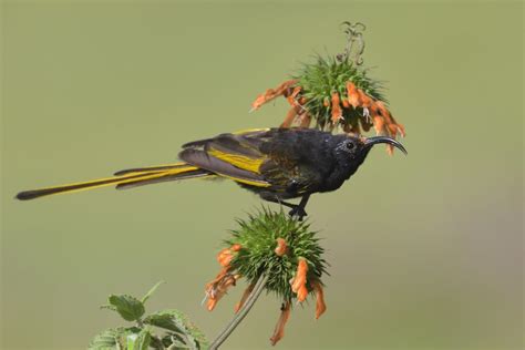 Golden Winged Sunbird Holmen Birding Safaris