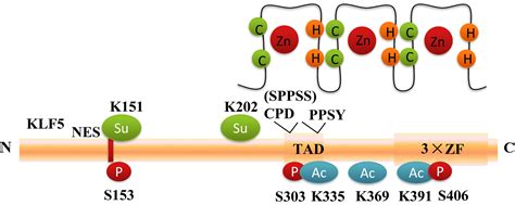 The Roles And Regulation Of The Klf5 Transcription Factor In Cancers