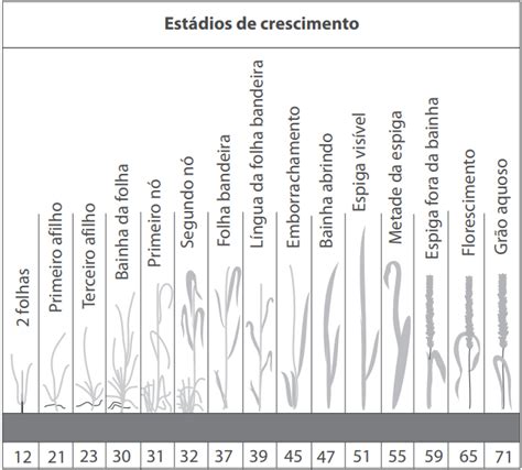 Escalas De Desenvolvimento Do Trigo