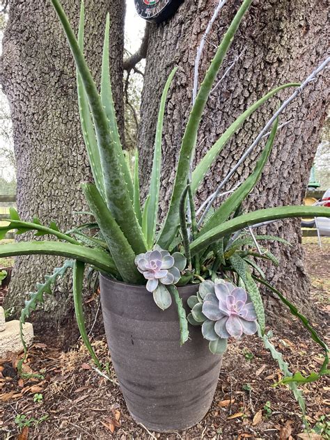 What To Plant Under An Oak Tree In Florida PermacultureFX