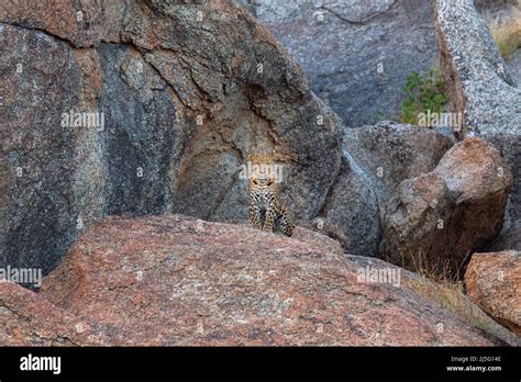 indian leopard cub  jawai bera aravalli hills rajasthan stock photo