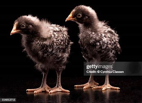 barred rocks   premium high res pictures getty images